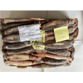 Congelado illex argentino inteiro round squid 100-200g